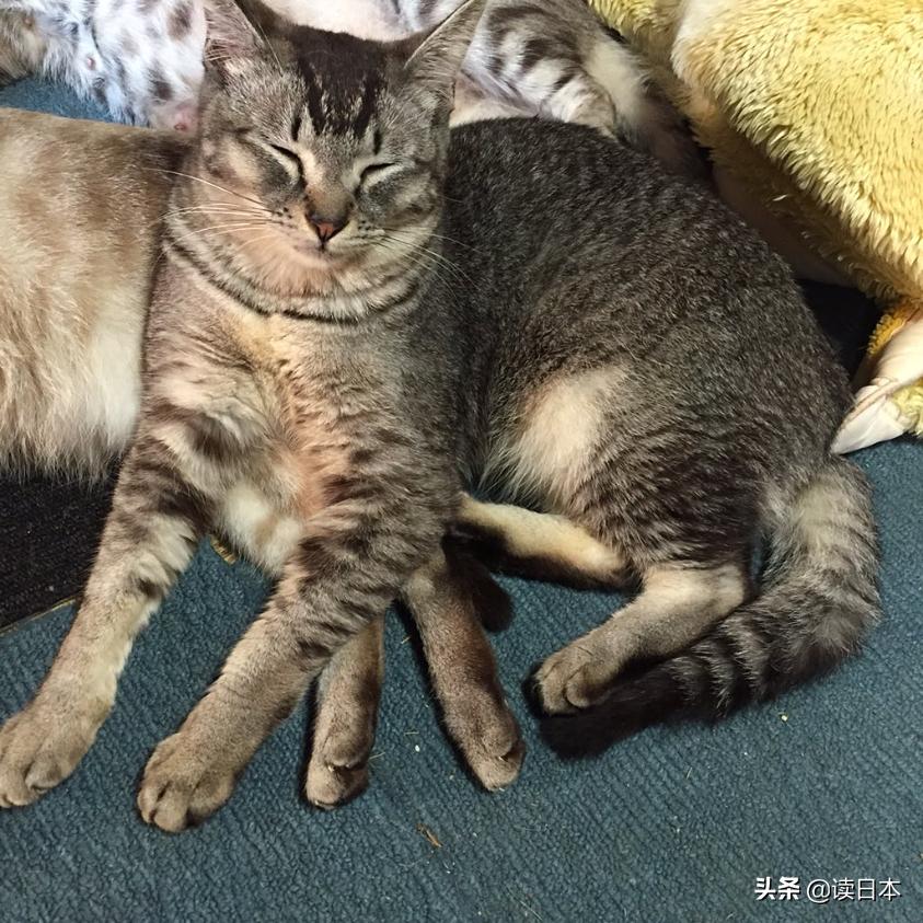 沙雕手办日本小哥,日本沙雕手办小哥