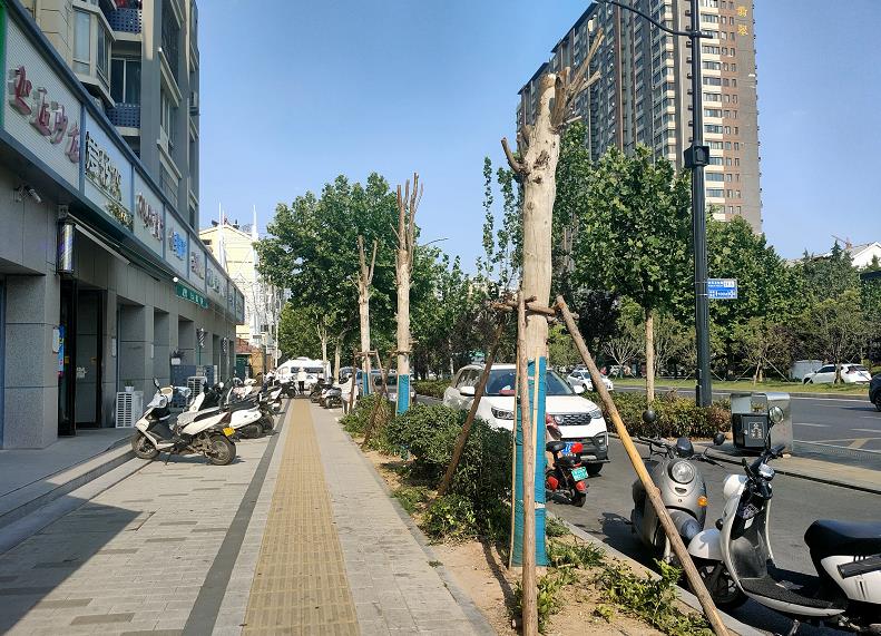 河南省郑州市行道树,郑州市行道树