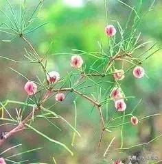 荒漠发现的生物,新疆戈壁滩常见低矮植物