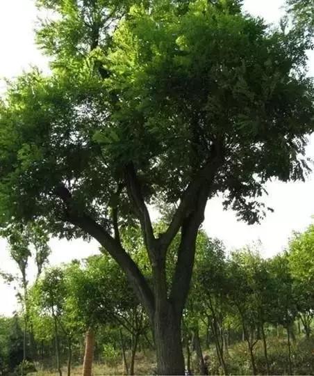 我国很多成语与植物有关,汉语成语中的植物文化