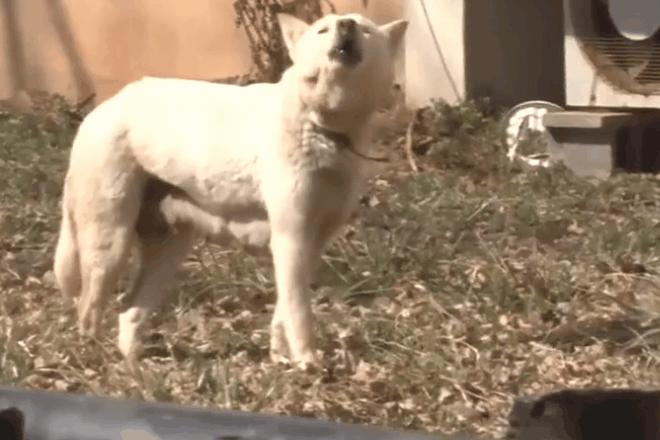 刚出生流浪小奶狗被虐待打断腿,救出长期被虐待流浪狗