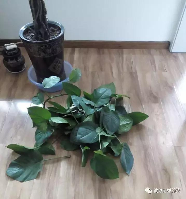 冬天绿萝冻伤后怎么补救,绿萝被冻伤根茎变黑叶子打蔫咋办