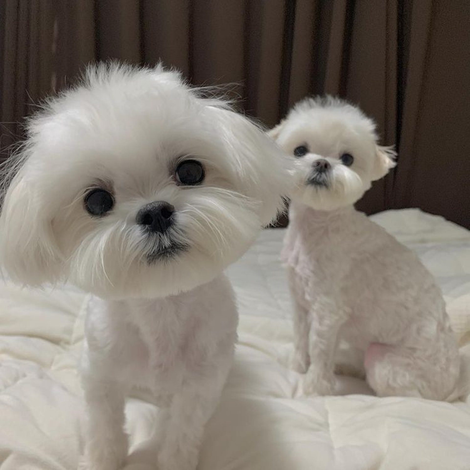 狗狗睡醒突然坐起来视频,狗狗睡醒兴奋突然昏倒