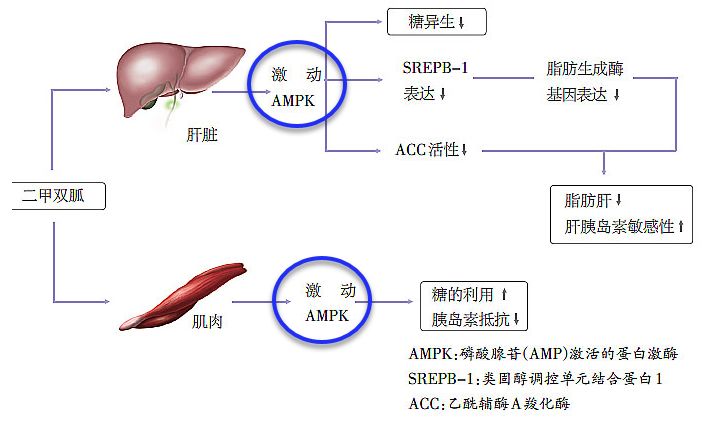 二甲双胍最近新消息,二甲双胍新发现研究成果