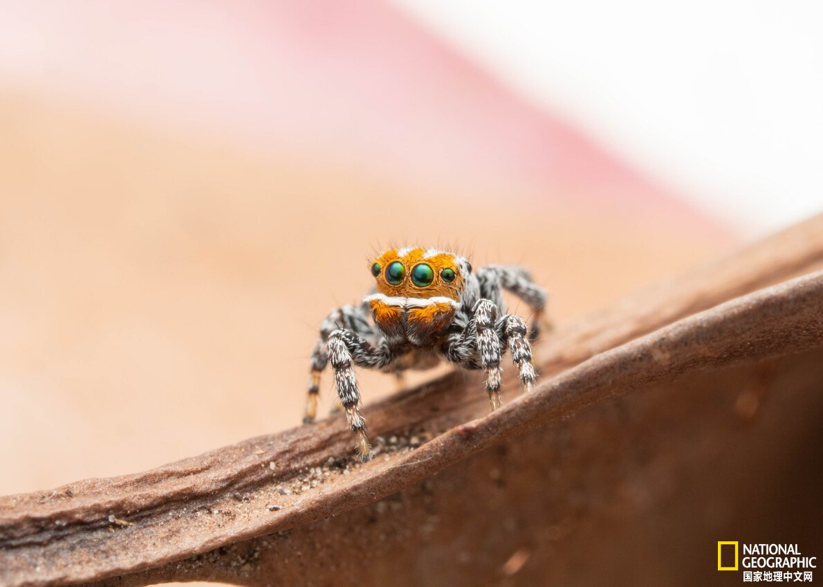 澳大利亚孔雀蜘蛛特征,澳大利亚蜘蛛品种