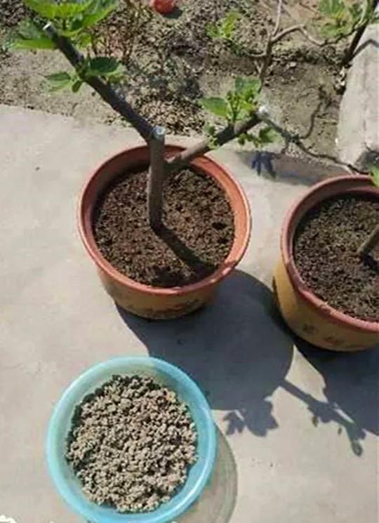 这6种碎渣渣，养花当土又当肥，比激素还有劲儿