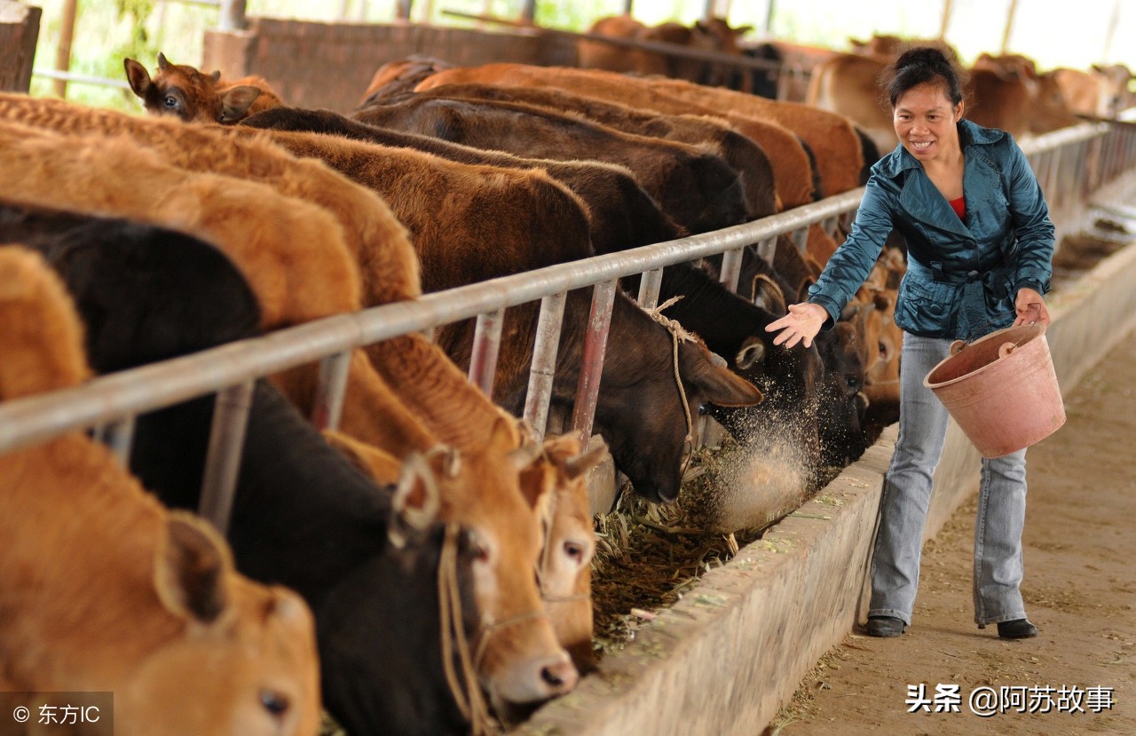 在农村投资什么项目能挣钱,农村做什么项目能赚一点小钱