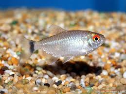 草缸灯鱼专用灯,适合草缸养的灯鱼