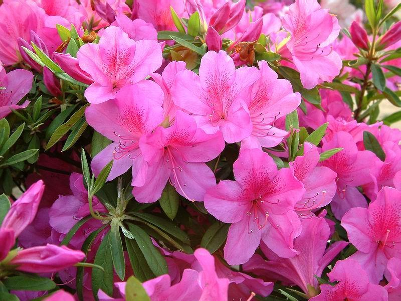 中国三十种名花图片大全,中国十大名花及花卉文化