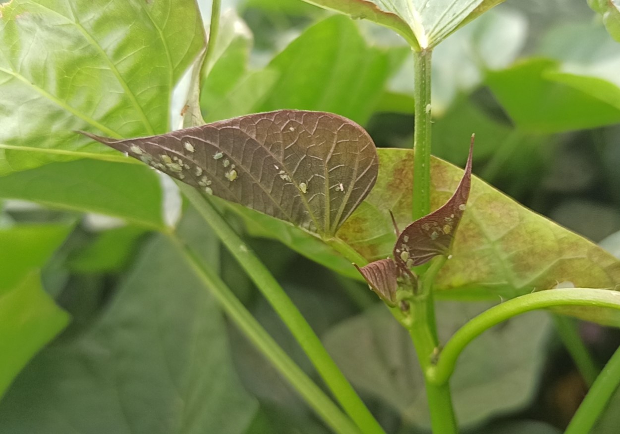 红薯种长蚜虫是什么原因,红薯叶长蚜虫怎么办