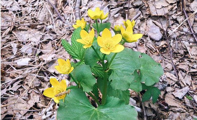 马蹄菜长什么样子,马蹄荸荠俗称