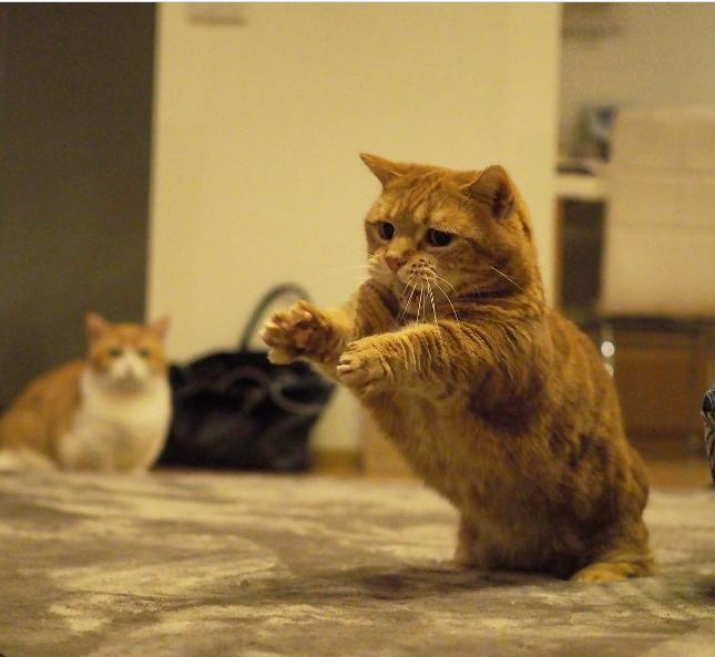 短腿兄妹,全网最火短腿猫