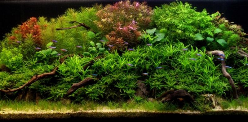 三角形构图水族造景,水族造景构图黄金比例