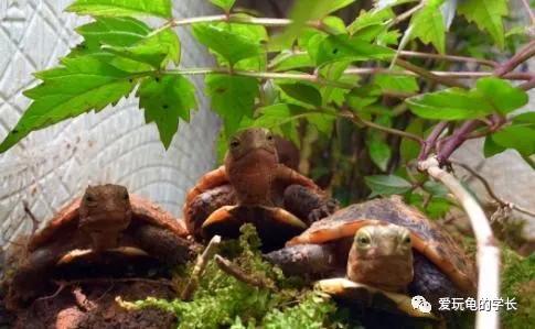 黄缘龟该如何造景,黄缘龟造景用河沙