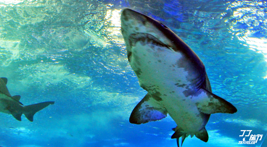 海滨城市青岛,青岛海滨城市在什么地方