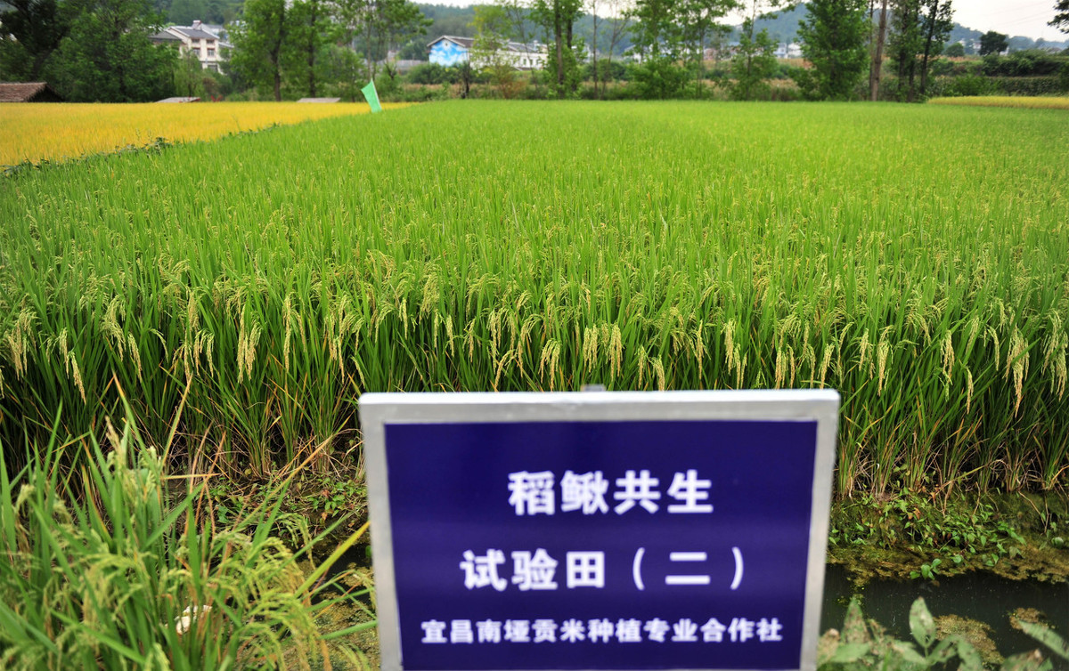 稻田里的泥鳅怎么捕捞,稻田里养本地泥鳅最好方法