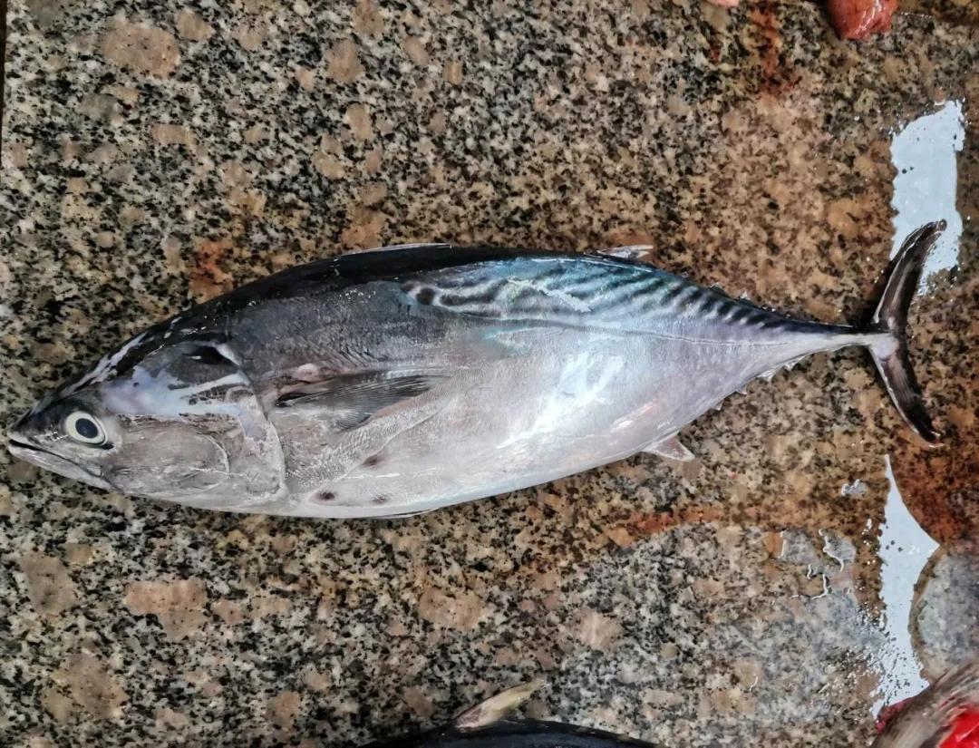 开海季都有什么海鲜,开海了这些生猛海鲜