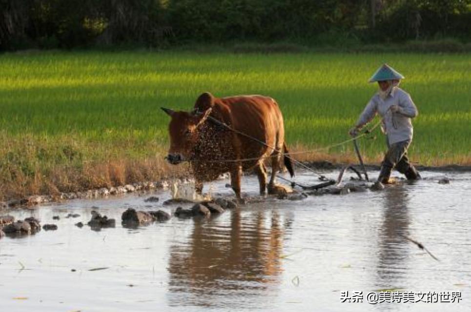 农民为妻子写了首诗：《我的老婆很黑》，通俗易懂，感动不少网友