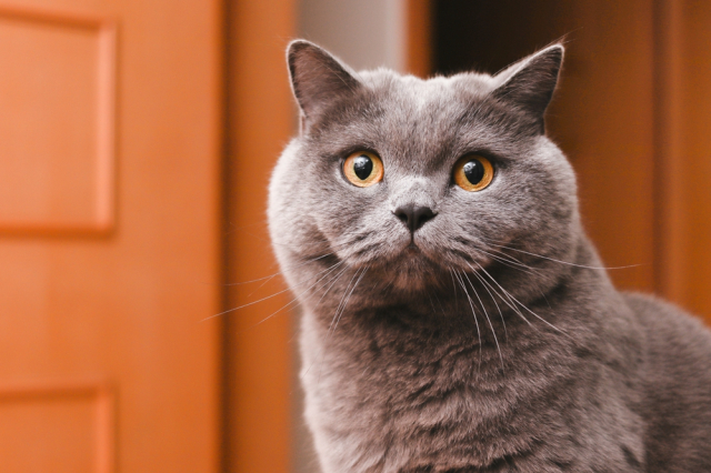 eos200d第一代拍照,eos200dii视频