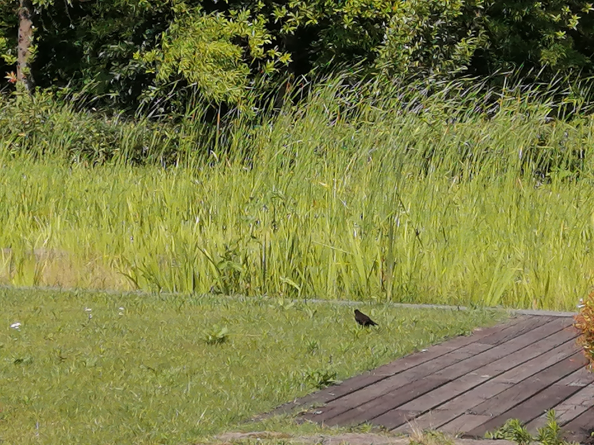 华为麦芒8优点,华为麦芒8的优点