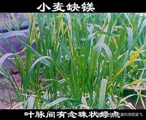 玉米缺磷的症状及治疗方法,玉米苗期缺磷和其他缺素症的区别
