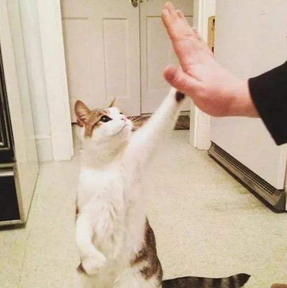 猫咪的十大坏习惯,猫咪十大常见病和预防方法