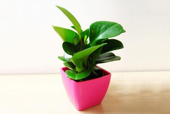 碧玉盆栽怎么浇水,碧玉盆栽养殖方法和注意事项