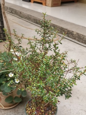 盆景石榴喜阴还是喜阳,盆景石榴什么时候开花结果