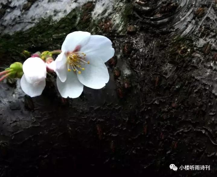 著名儿童文学家说寓言是一个魔袋,寓言是一个魔袋仿写