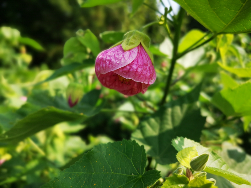 精灵之约•节气“植”说│上海的二十四节气花园小暑