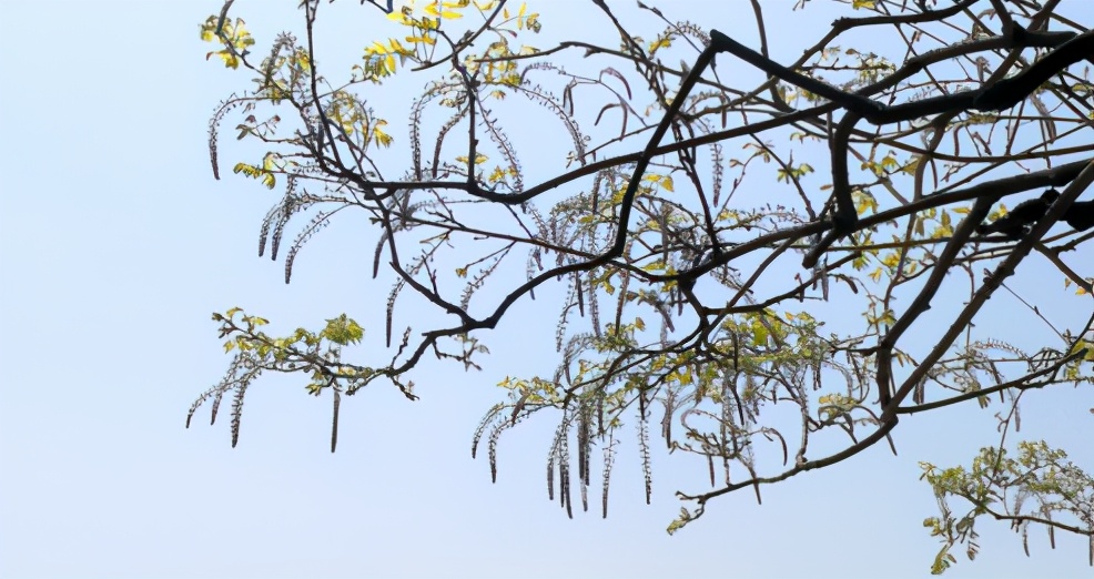 长穗紫藤花的养殖方法,紫藤花日常养护知识点