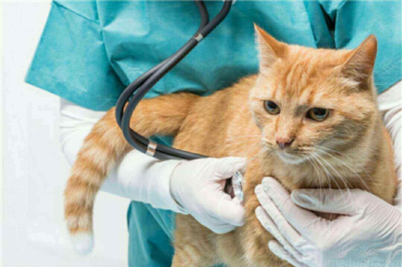 猫咪怀孕每天上蹿下跳会流产吗,猫咪流产怎么帮忙排出死胎