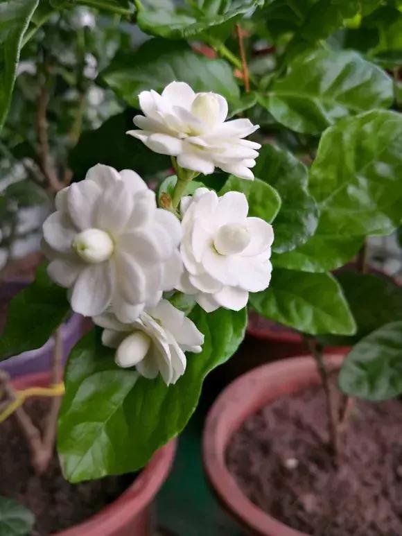 调整花土酸碱度用什么比较好,花土碱性大的原因和解决方法