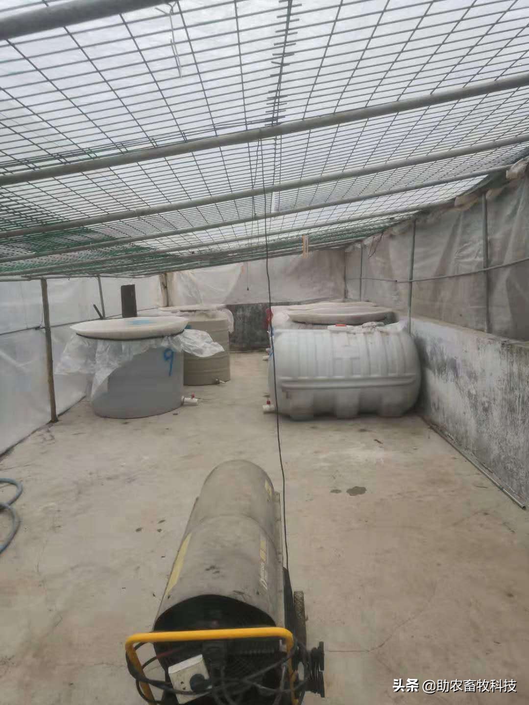 100头母猪养殖视频大全,中草药养母猪技术