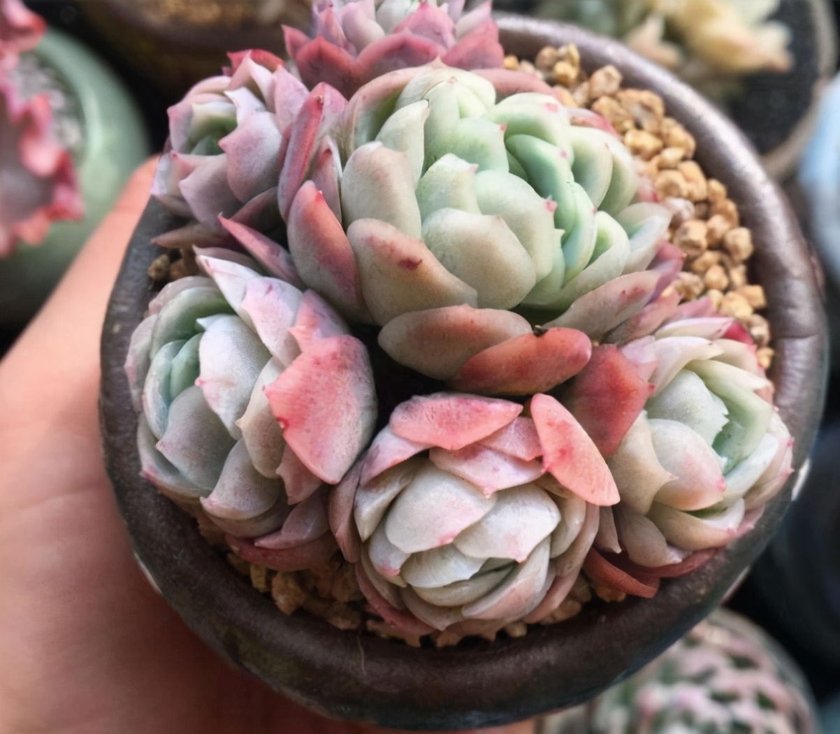 多肉品种50种公认好养的多肉,十种最好看多肉品种