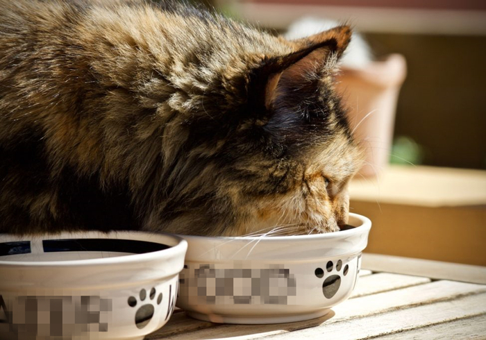 养猫发现有小飞虫,换季养猫注意事项千万别害了猫命