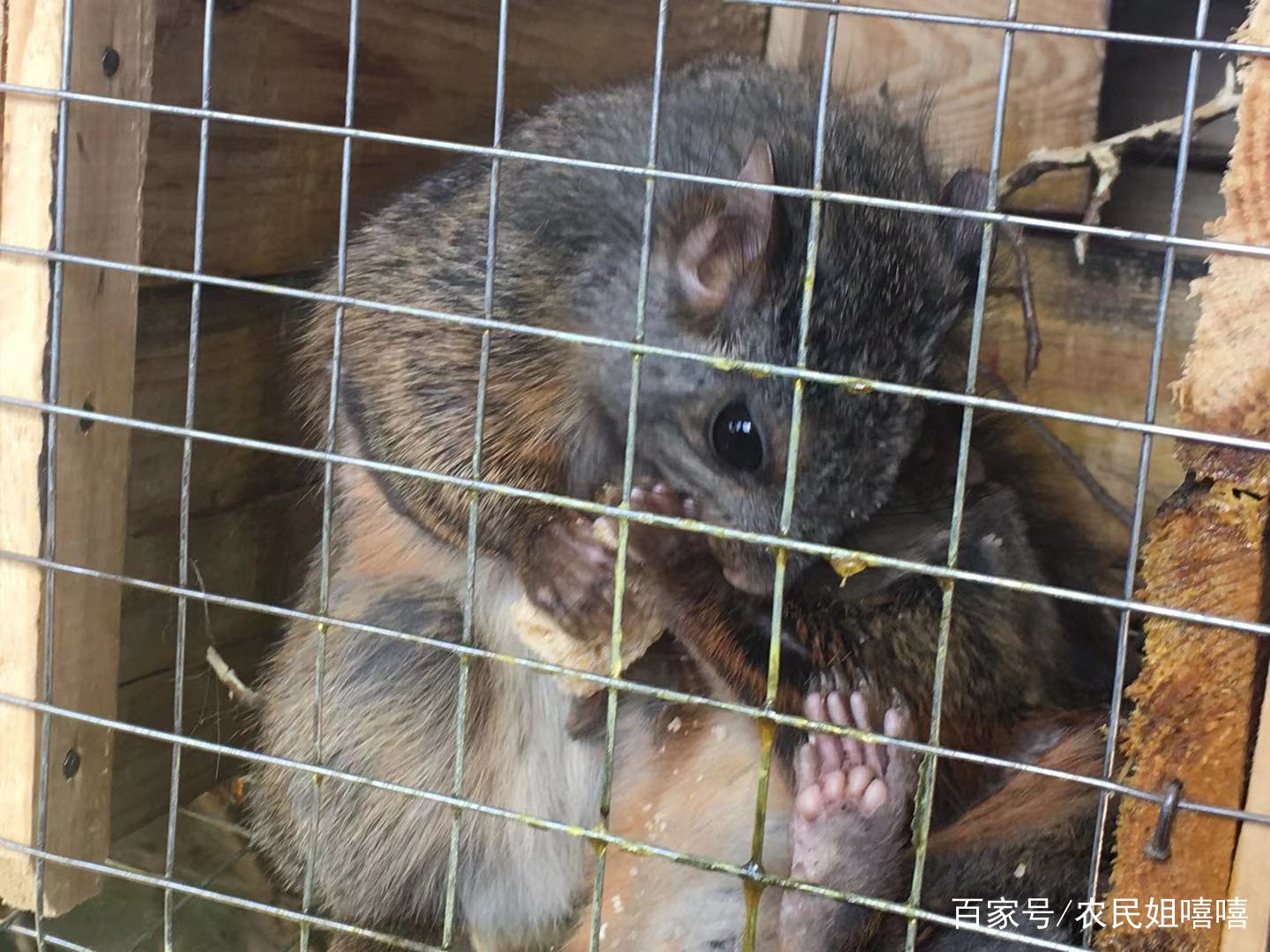 陕西飞鼠生活在哪里,陕西洛南飞鼠基地