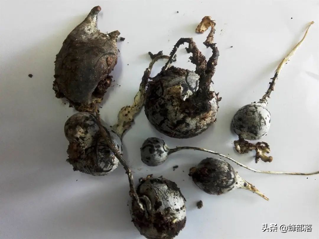 土人参根多少钱一斤,埋在地下的人参