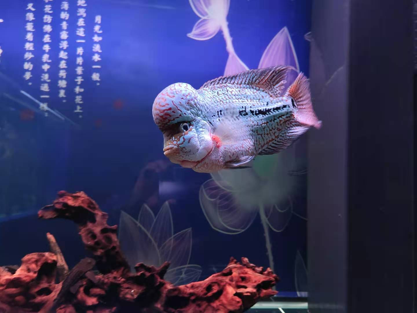 鱼缸过滤晚上可以把水泵调小吗,鱼缸水质稳定了需不需要换水