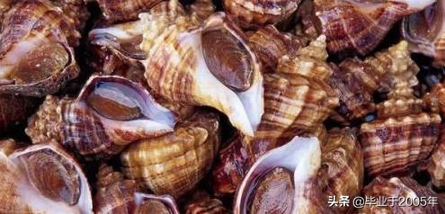 大连鱼市海鲜贝类品种,大连贝类海鲜图片大全