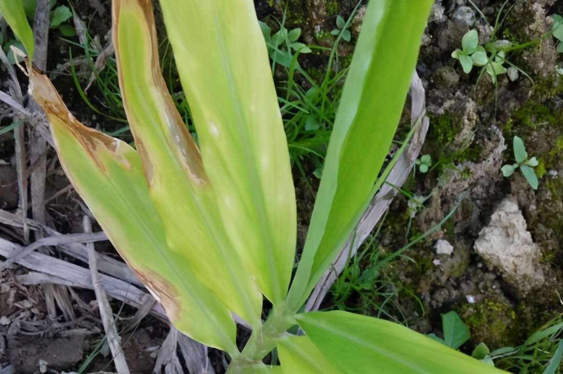 生姜黄叶喷了杀菌药多久可以吸收,生姜黄叶是红蜘蛛危害吗