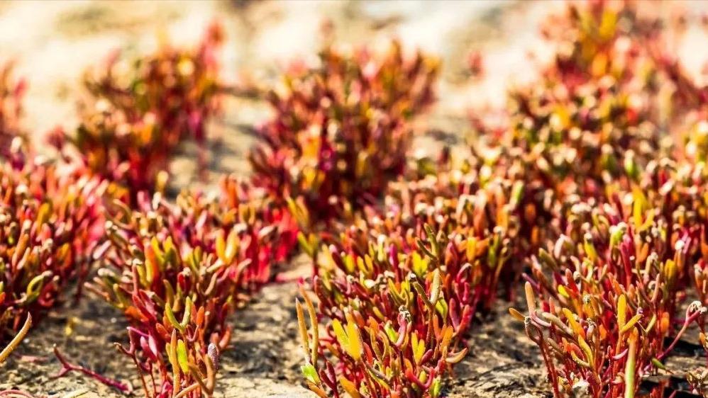 盘锦红海滩五一好玩的地方,盘锦最美红海滩网红打卡地