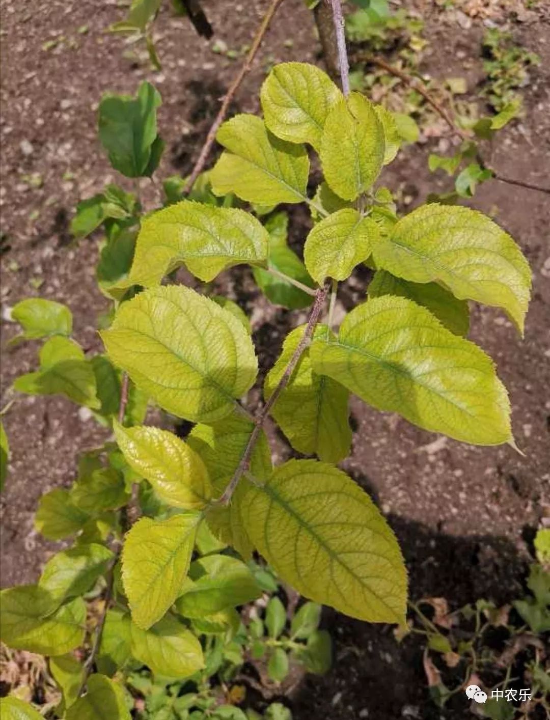 苹果树缺铁黄化是怎么回事,苹果树叶片黄化脱落是什么病