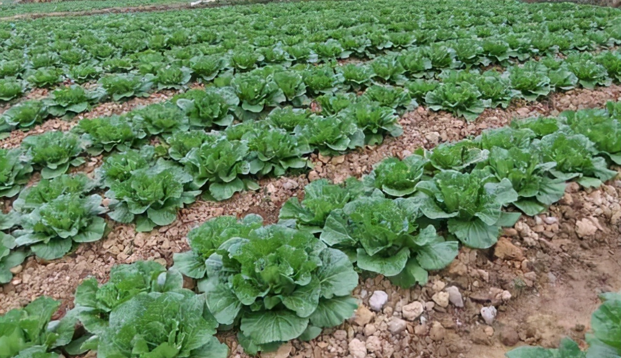 白菜不包心的土方法是什么,白菜不包心的原因