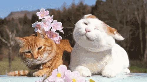 怕输你就永远赢不了,怕你就输了书籍