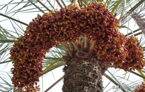 迪拜土豪最喜欢的3种水果,此果被誉为长寿果