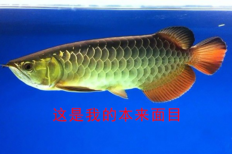 龙鱼用药大全图解,怎么分辨龙鱼是药泡的