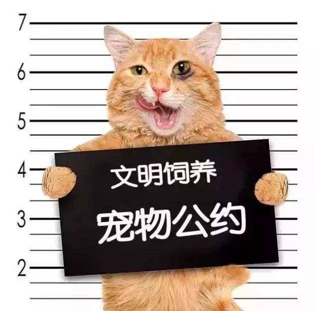 终于等来了，法律禁食禁虐猫狗