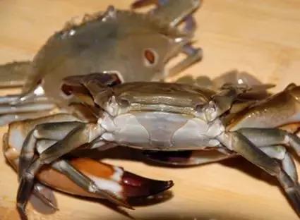 汕尾吃海鲜的正确方式,汕尾人吃海鲜