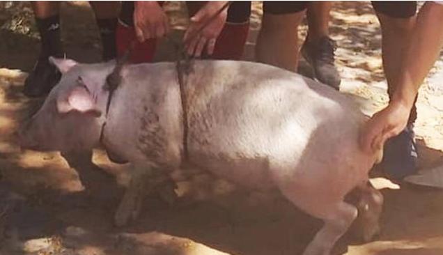 奖励一头猪！小罗率领球队夺冠，球迷：猪肉可贵了